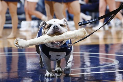 The Story Behind Butler Blue: How the Mascot Became the Heart of Butler University
